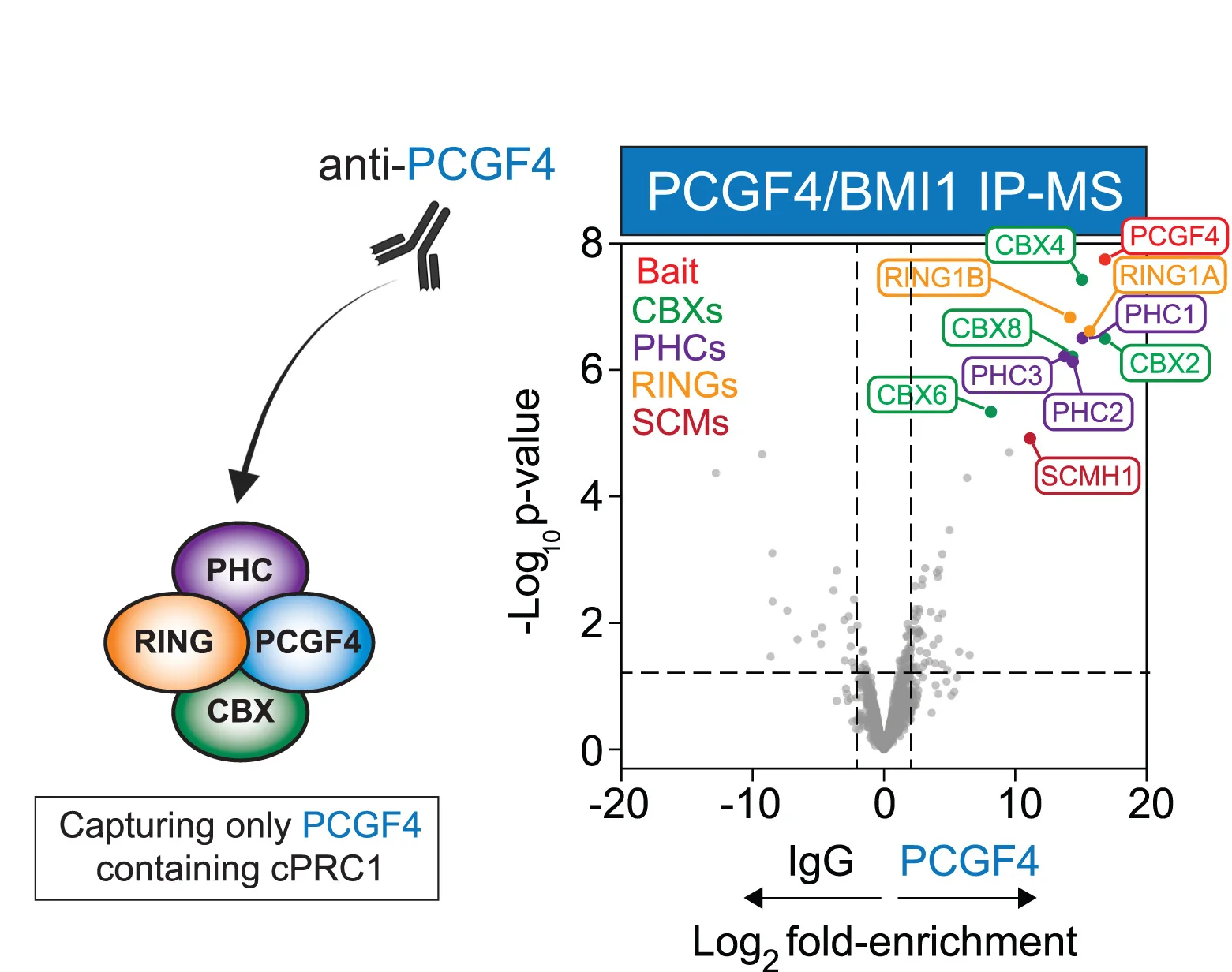 Open access visualization of Volcano Plot, Illustration, PCGF4 IP-MS, Purifications, cPRC1 Members