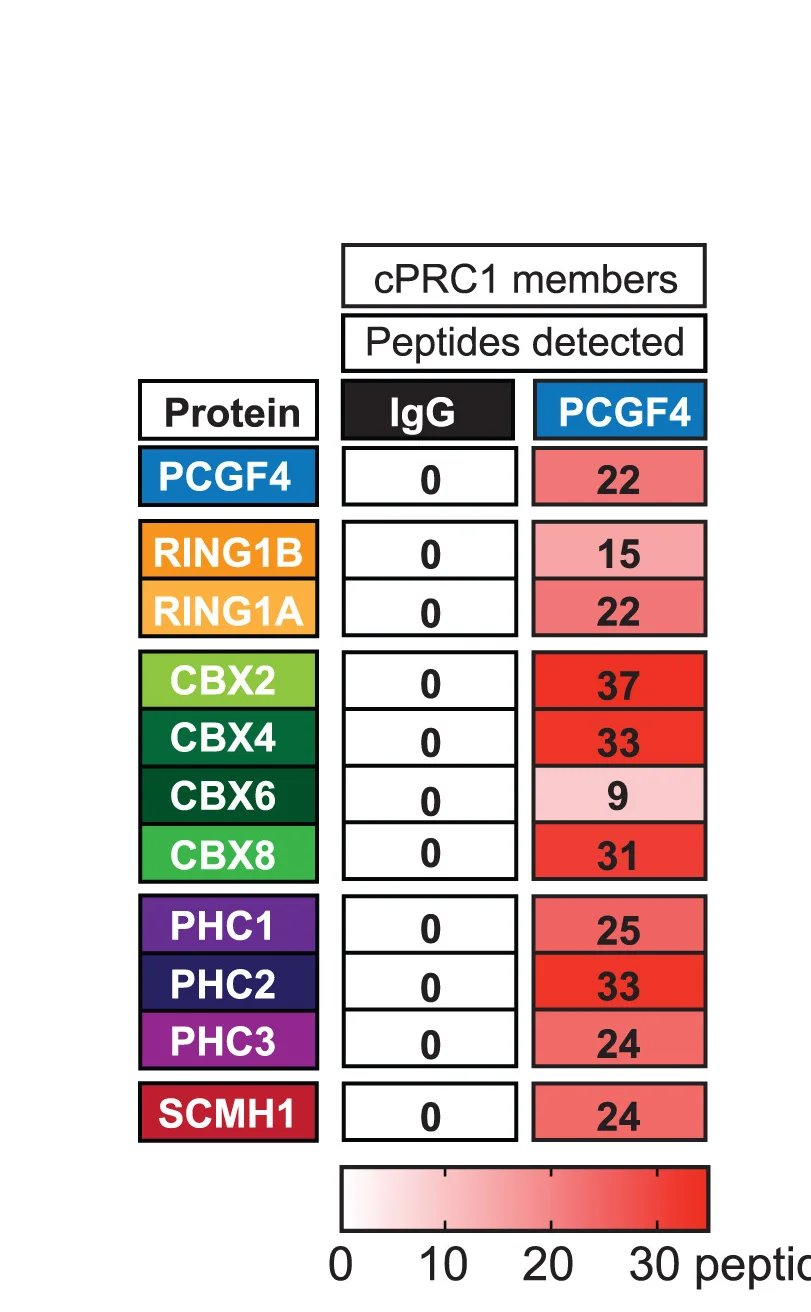 Open access visualization of Heatmap, Peptide Numbers, cPRC1 Members, PCGF4 IP-MS