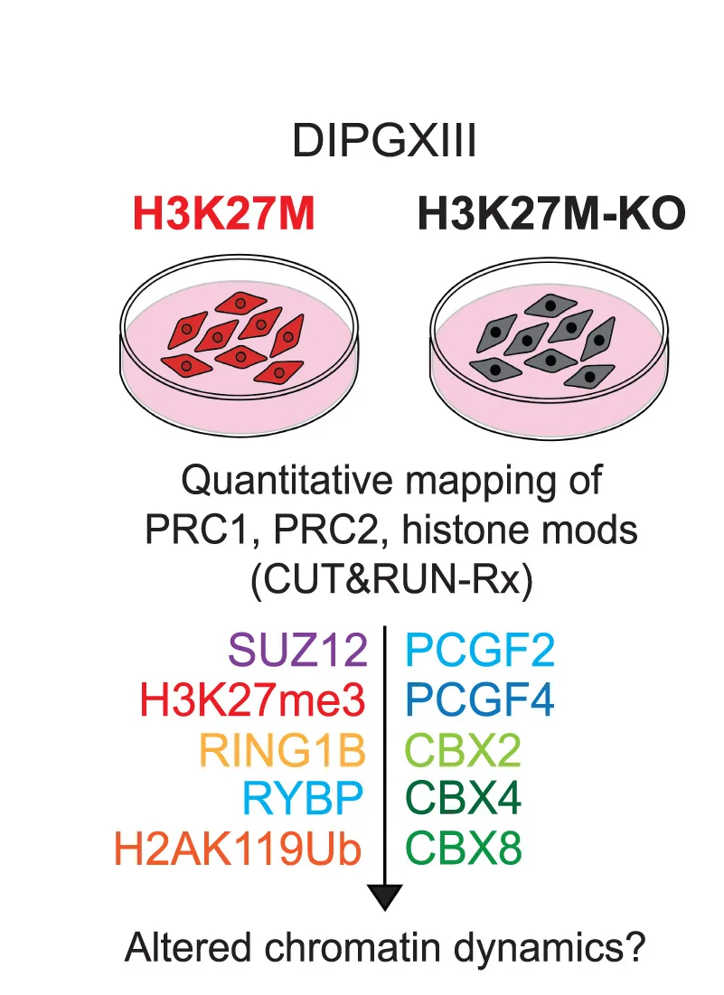 Open access visualization of Workflow, Illustration, CUT&RUN Mapping, Histone Modifications, PRC1/2 Members