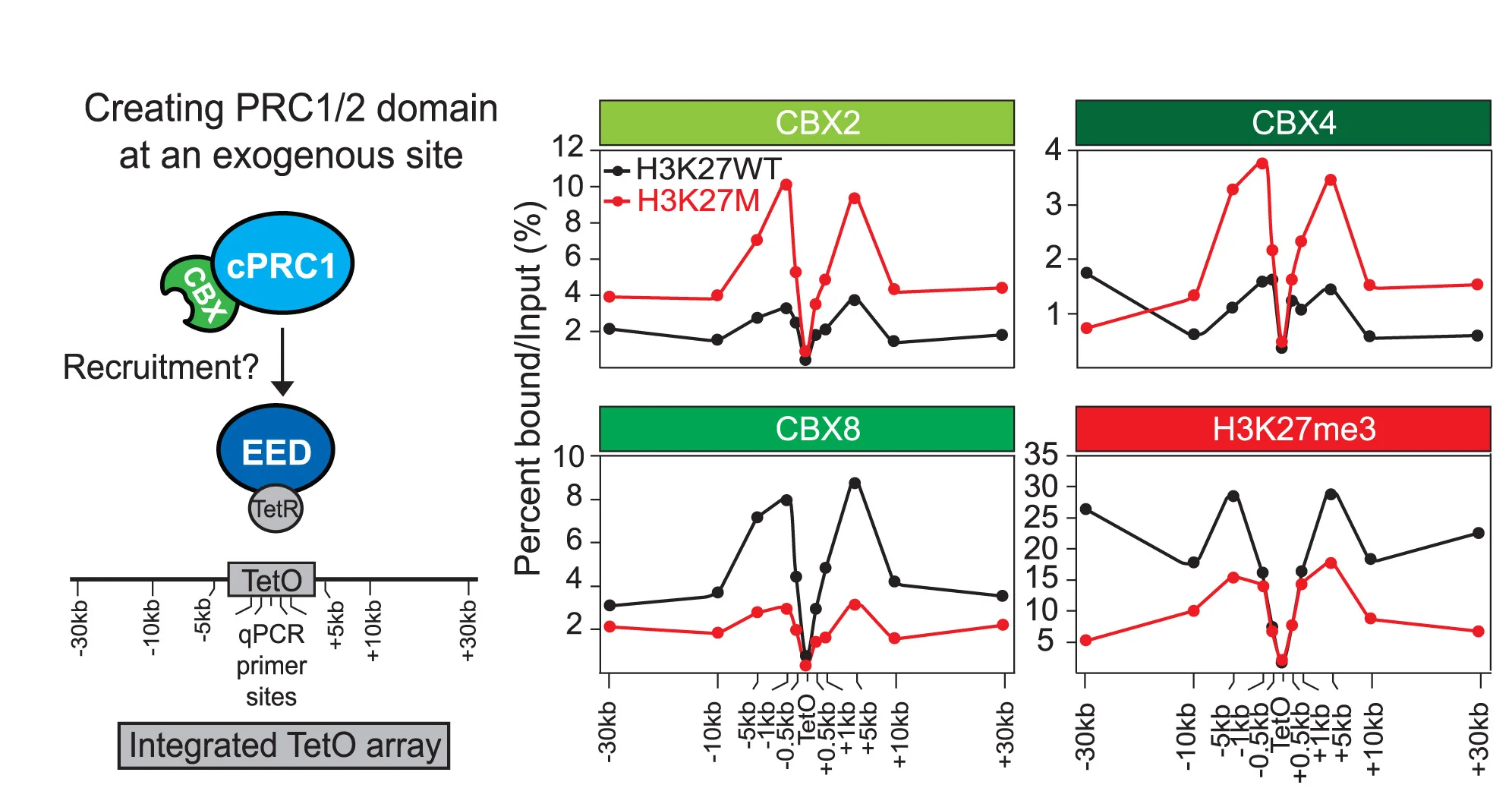 Open access visualization of Line Plot, Workflow, TetO PRC2 Recruitment System, mNSCs, CUT&RUN qPCR Analysis