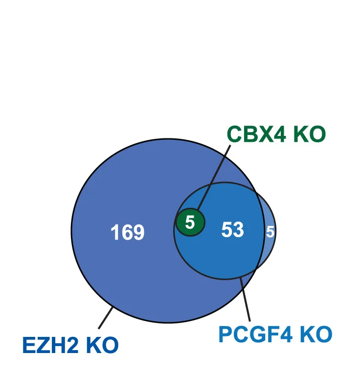 Open access visualization of Venn Diagram, Differentially Expressed Genes, PRC1/2 Target Genes, EZH2, PCGF4