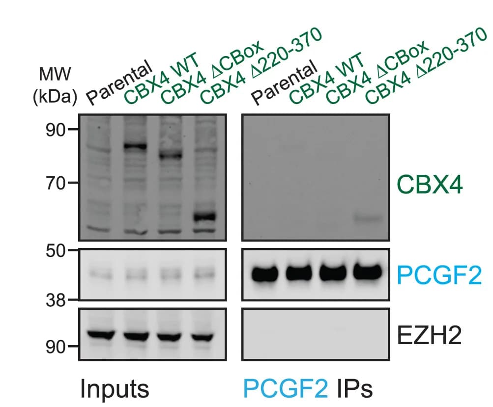 Open access visualization of Gel, Immunoblots, Proteins, PCGF2 IPs, HEK293 Cells