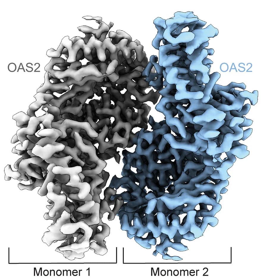 Open access visualization of Protein Structure, Cryo-EM Reconstruction, OAS2, Monomers