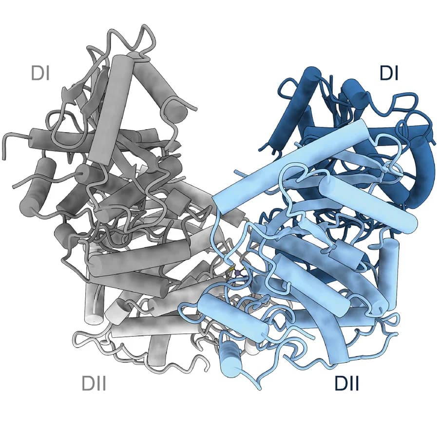 Open access visualization of Protein Structure, Side View, OAS2 Dimer