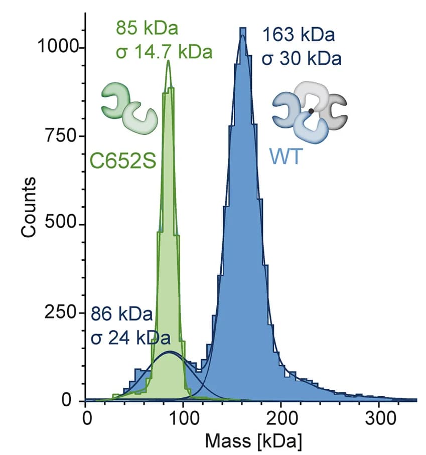 Open access visualization of Histogram, Line Plot, Density Plot, Mass Photometer Analysis, Monomeric OAS2