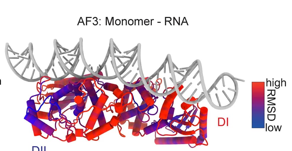 Open access visualization of Protein Structure, Chemical Structure, AF3 Prediction, OAS2 Monomer, dsRNA