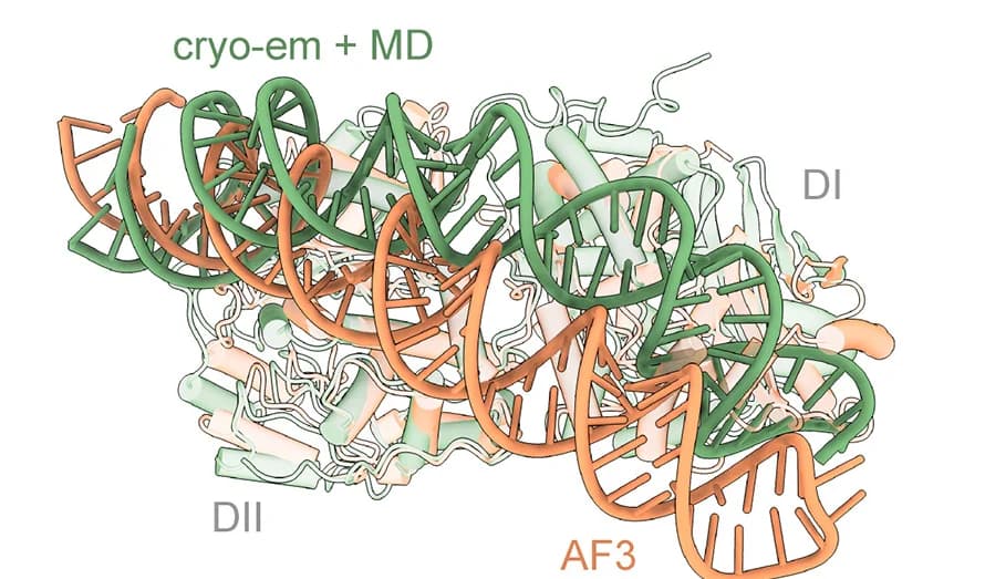 Open access visualization of Protein Structure, Superposition, OAS2, dsRNA, Cryo-EM