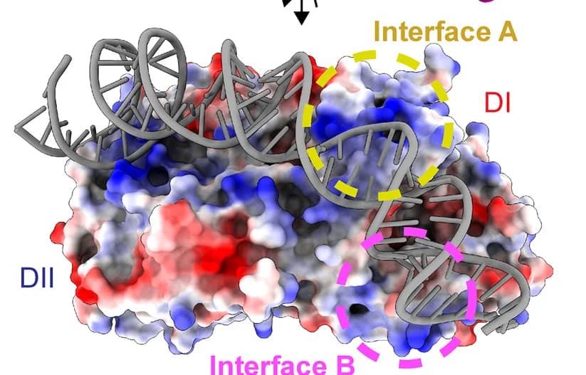 Open access visualization of Protein Structure, Chemical Structure, Electrostatic Surface Representation, OAS2 Monomer, dsRNA
