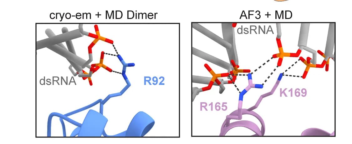 Open access visualization of Protein Structure, Chemical Structure, Interface B, Cryo-EM, MD