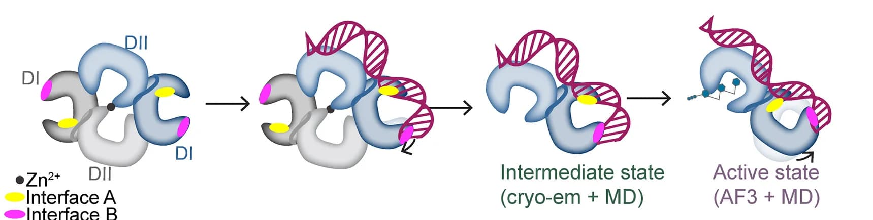 Open access visualization of Workflow, Illustration, RNA-binding Mechanism, OAS2 Dimer, Monomerization