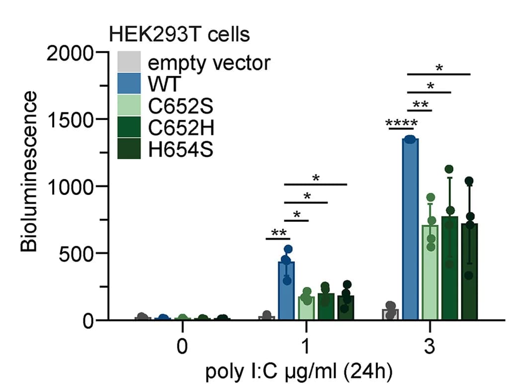 Open access visualization of Bar Plot, Error Bars, Scatter Plot, OAS2 Activity, HEK293T Cells