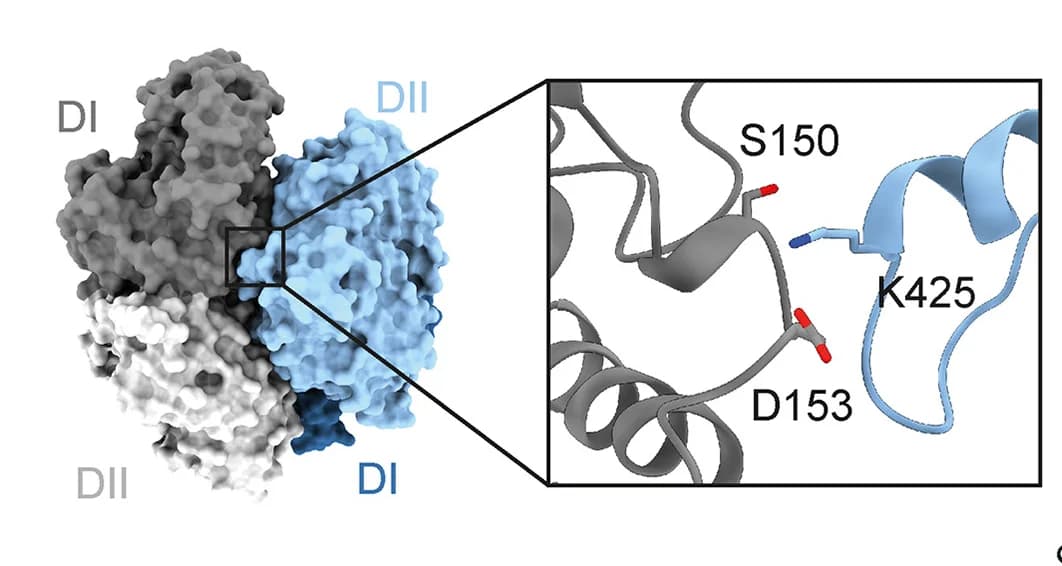 Open access visualization of Protein Structure, 3D Plot, OAS2 Dimer, Surface View, Dimer Interface
