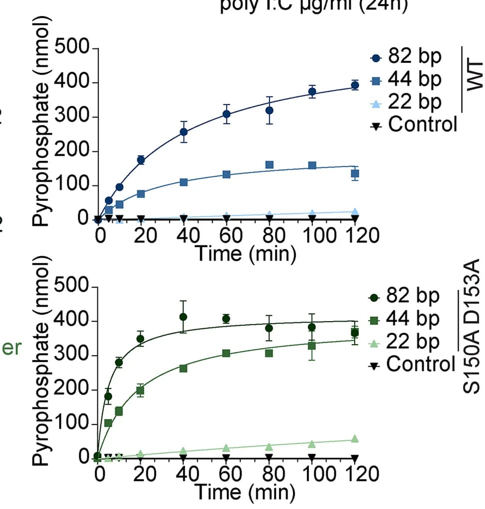 Open access visualization of Line Plot, Error Bars, In Vitro Chromogenic Activity Assay, OAS2 Wild Type, OAS2 S150A D153A