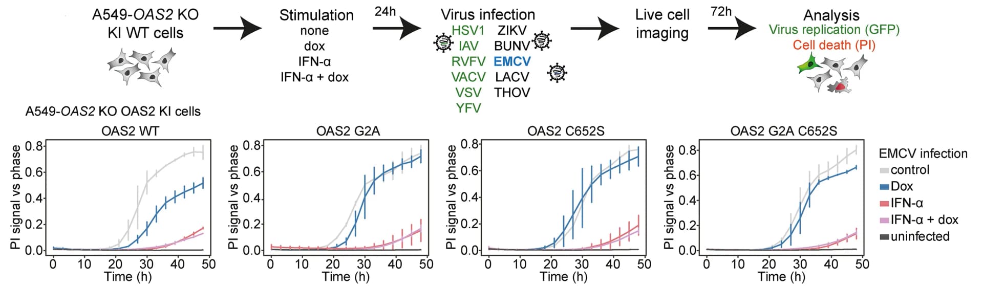 Open access visualization of Line Plot, Error Bars, Virus Screen, GFP-reporter Viruses, Non-reporter Virus