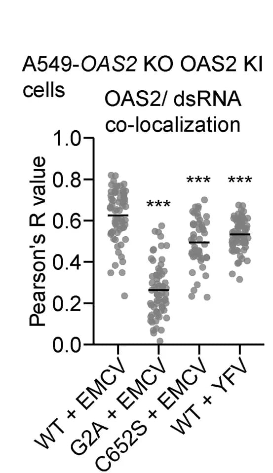 Open access visualization of Scatter Plot, OAS2, dsRNA, Colocalization, Quantification