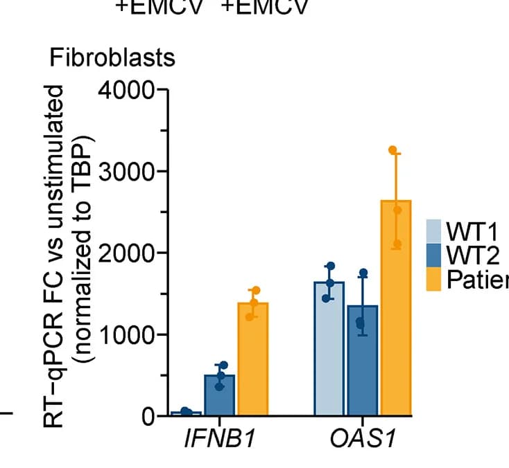 Open access visualization of Bar Plot, Error Bars, Clustered, Electropherograms, Heterozygous OAS2 Variant