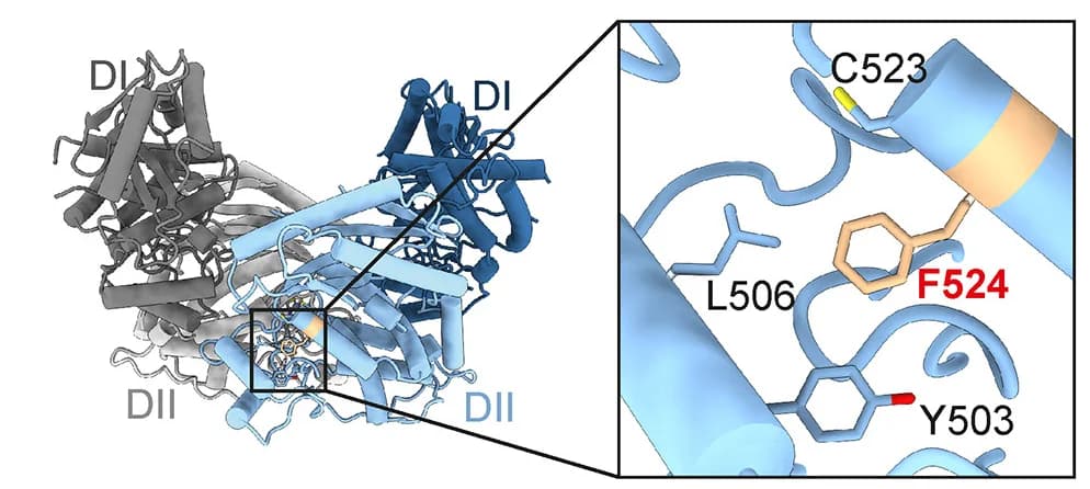 Open access visualization of Protein Structure, Chemical Structure, OAS2 Dimer