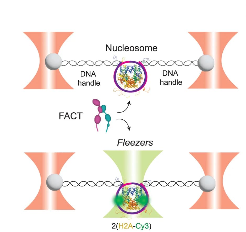 Open access visualization of Illustration, Workflow, Optical Tweezers, Fluorescence Microscopy, Nucleosomes
