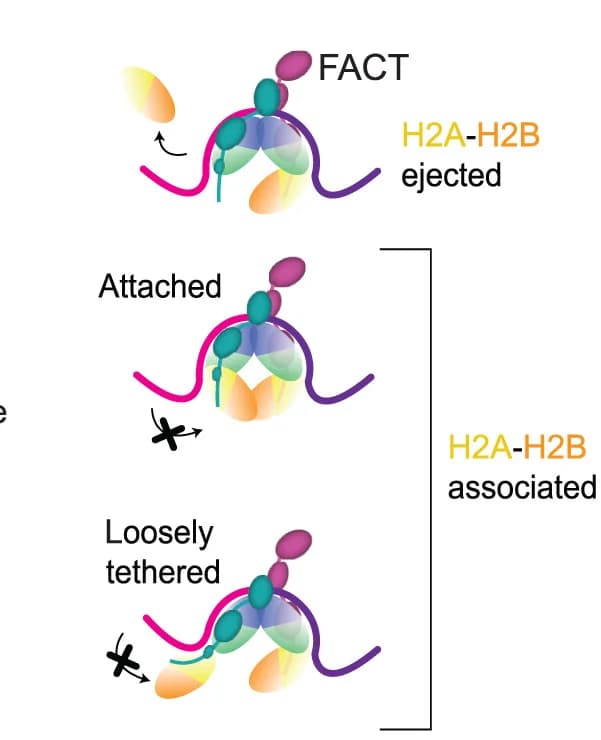 Open access visualization of Illustration, Hexasome-like Intermediates, Mechanical Disassembly, FACT