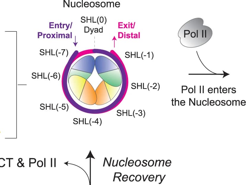 Open access visualization of Workflow, Illustration, Nucleosome, Histone Octamer, DNA