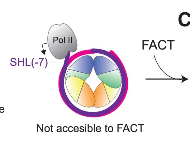 Open access visualization of Workflow, Illustration, RNA Pol II, Transcription, SHL-7