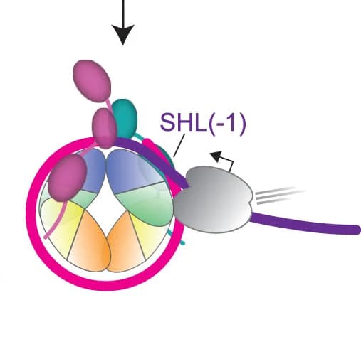 Open access visualization of Illustration, Workflow, FACT, Hexasome, DNA