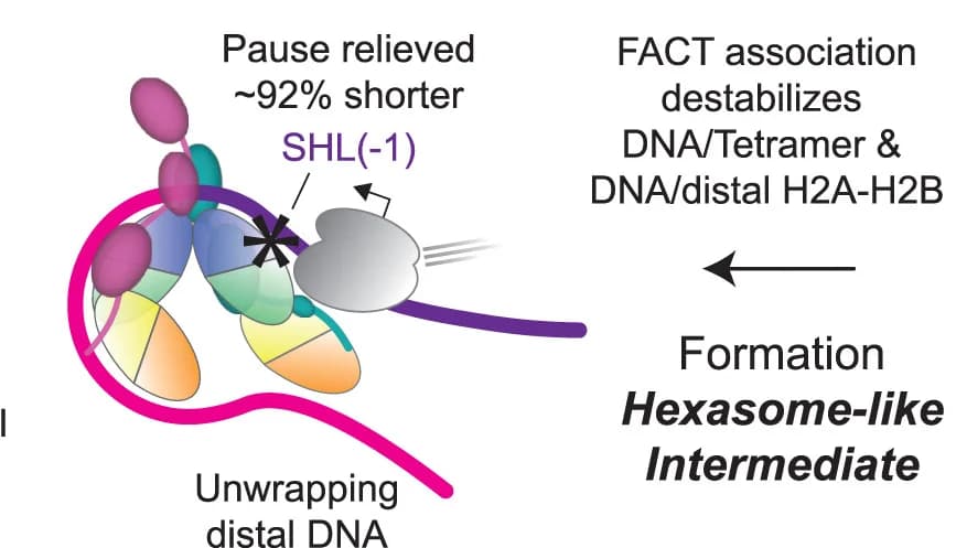 Open access visualization of Illustration, FACT, Hexasome, DNA, Tetramer