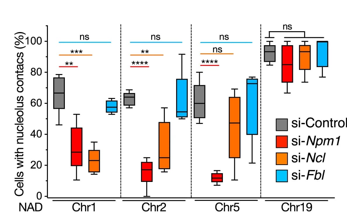 Open access visualization of Box Plot, Immuno-FISH Analyses, NADs, Nucleoli, mESCs