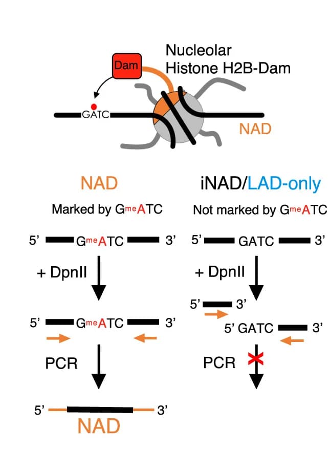 Open access visualization of Workflow, Illustration, Genomic Contacts, Nucleoli, Nucleolar-DamID
