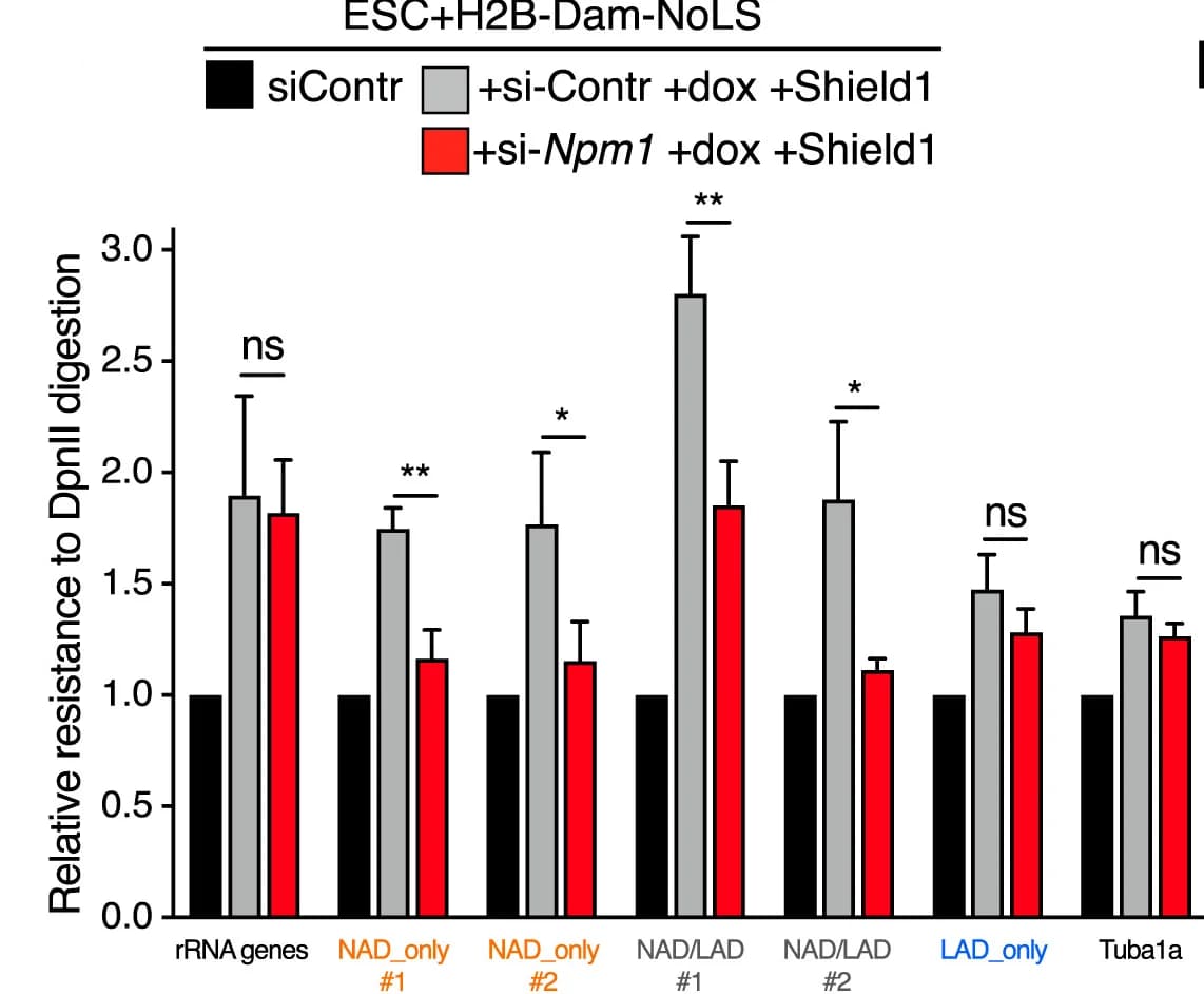 Open access visualization of Bar Plot, Error Bars, Clustered, DpnII Digestion, H2B-Dam-NoLS-DD mESCs