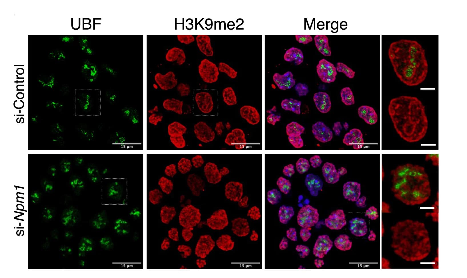 Open access visualization of Microscopy, Immunofluorescence, H3K9me2, mESCs, siRNA Control