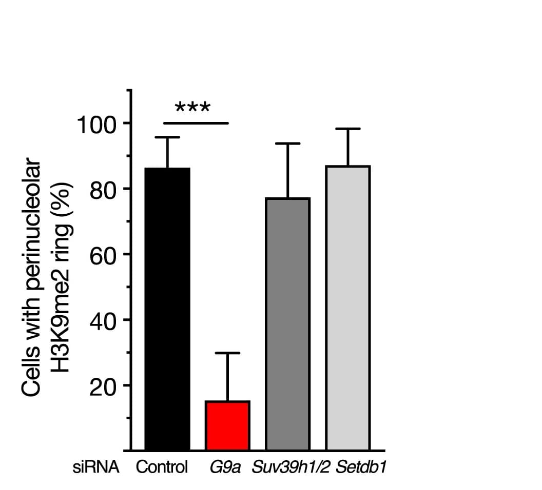 Open access visualization of Bar Plot, Error Bars, Quantification, Cells, Perinucleolar H3K9me2 Ring