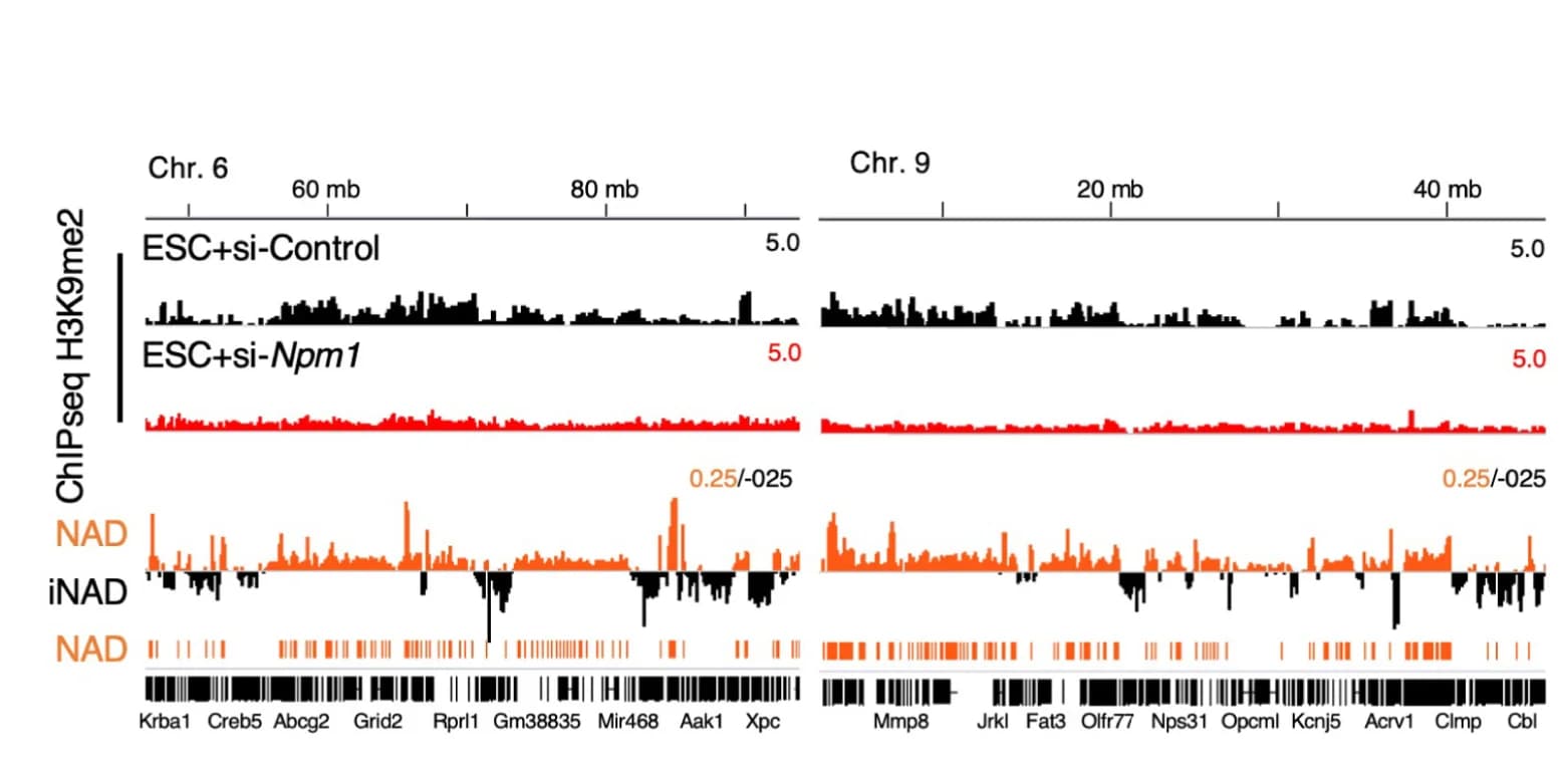 Open access visualization of Bar Plot, H3K9me2 Occupancy, mESCs, siRNA Control, siRNA Npm1