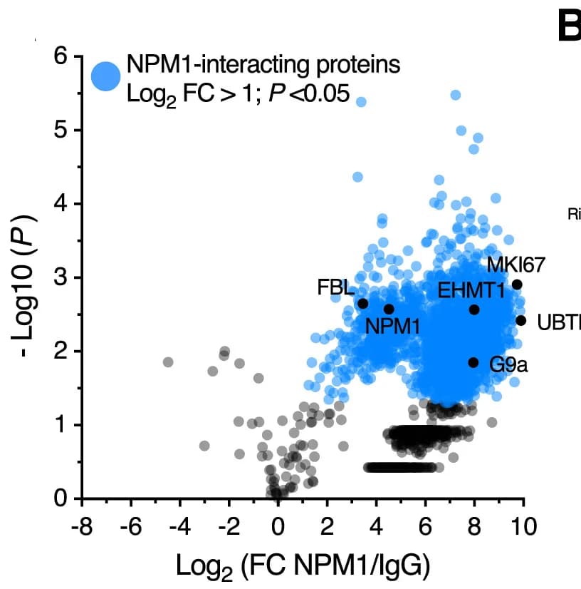 Open access visualization of Volcano Plot, Scatter Plot, NPM1, Peptides, mESCs
