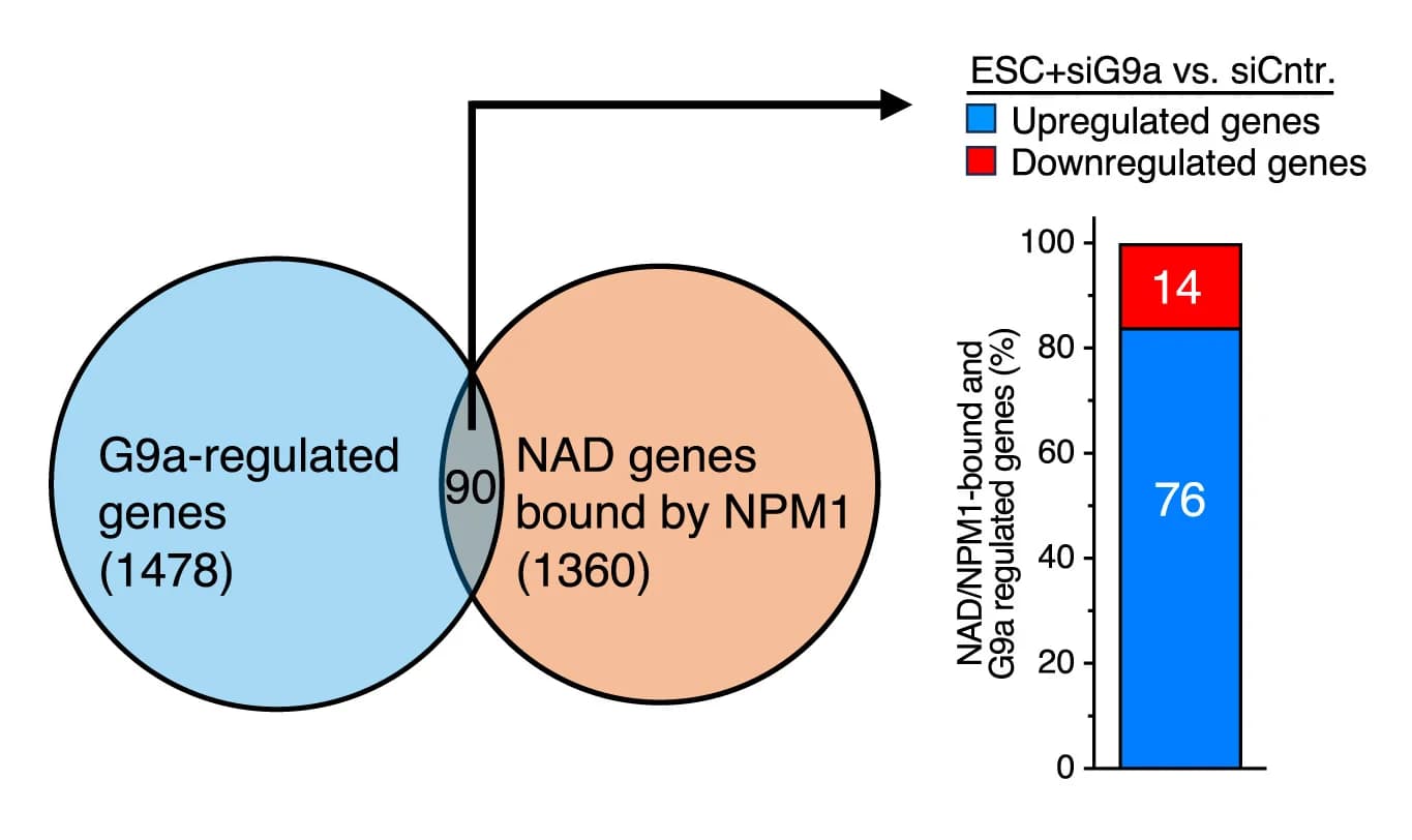 Open access visualization of Venn Diagram, Stacked Bar Plot, G9a, Regulated Genes, NADs