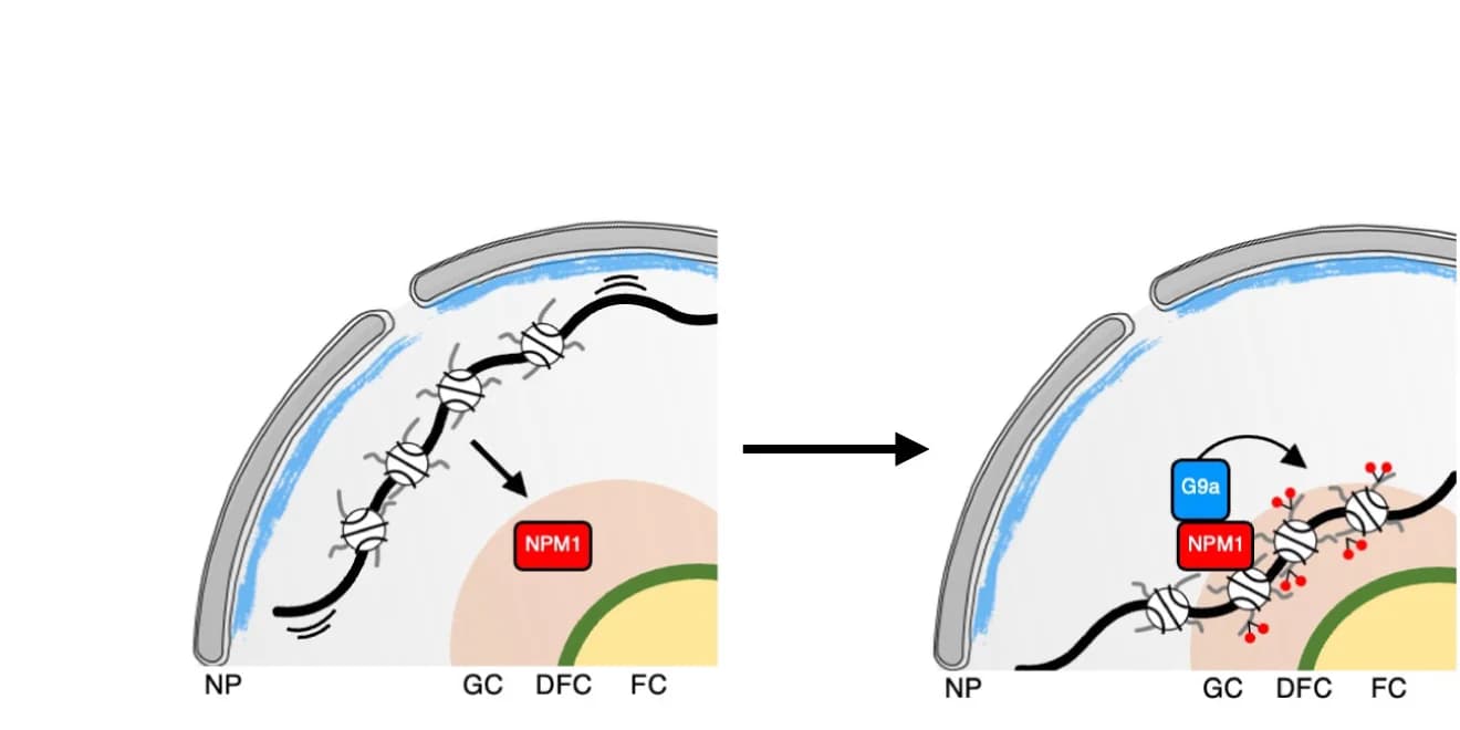 Open access visualization of Workflow, Illustration, Scheme, NMP1, NAD Association