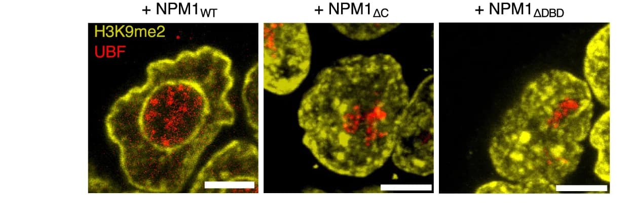 Open access visualization of Microscopy, H3K9me2, Immunofluorescence, mESCs, NPM1wt