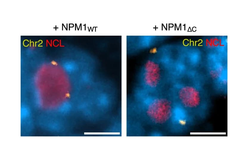 Open access visualization of Microscopy, Immuno-FISH, NADs, Chromosomes, mESCs