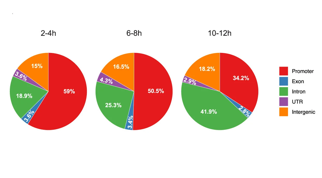 Open access visualization of Pie Chart, Chip Occupancy, ChIP-seq Peaks, Genomic Features, Embryogenesis