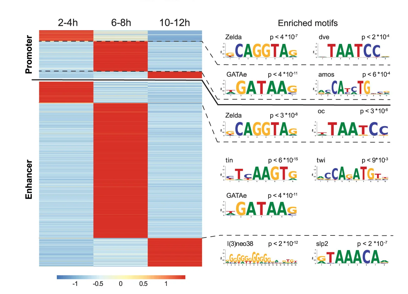 Open access visualization of Heatmap, Chip Peaks, Enhancers, Promoters, ChIP-seq Signal