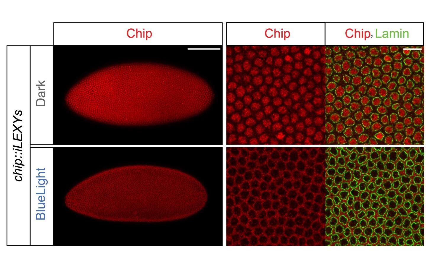 Open access visualization of Microscopy, Immunostaining, Chip, Lamin, Embryos