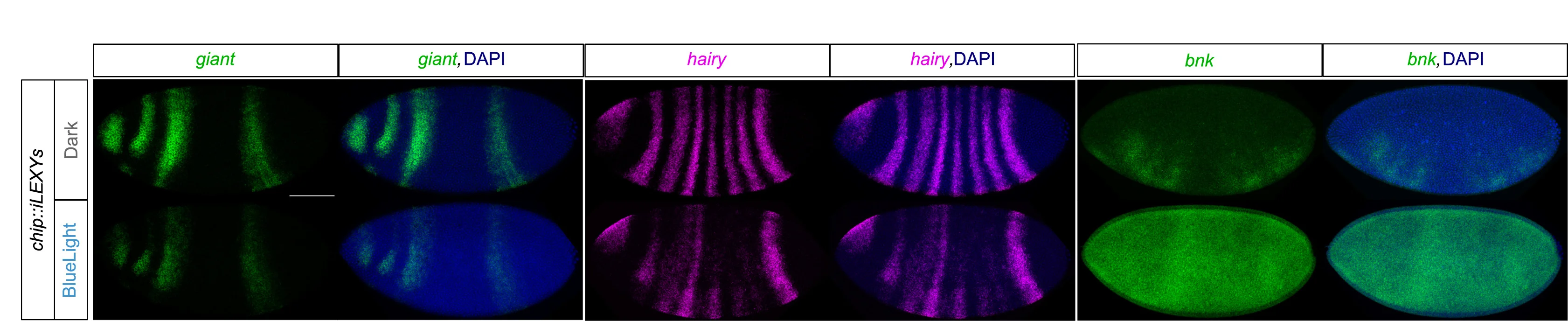 Open access visualization of Microscopy, RNA FISH, Downregulated Genes, Upregulated Genes, Embryos