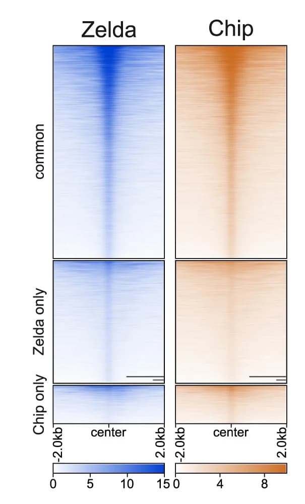 Open access visualization of Heatmap, CUT&Tag, Chip, Zelda, Embryos