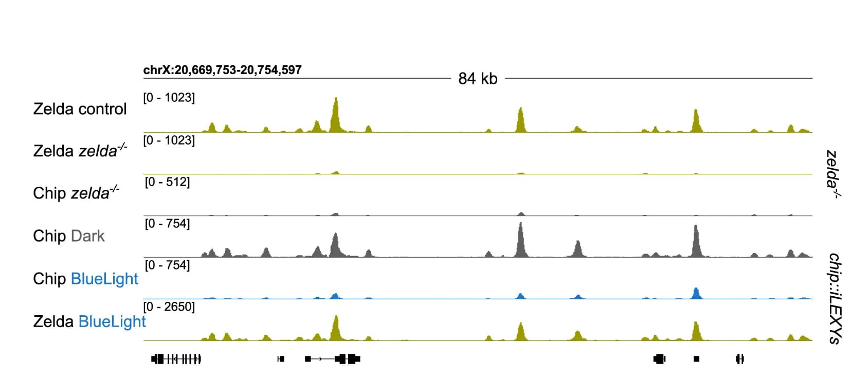 Open access visualization of Line Plot, Density Plot, Genome Tracks, CUT&Tag, Chip