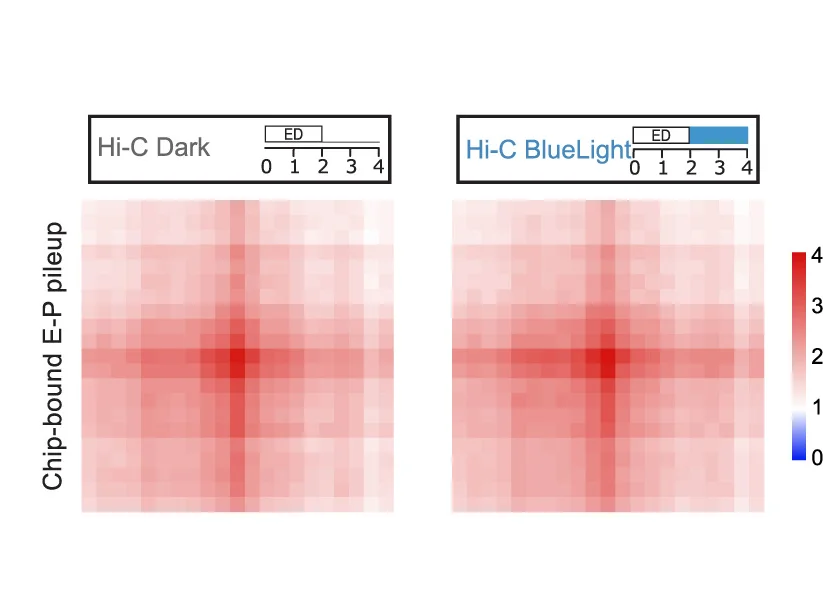 Open access visualization of Heatmap, Bar Plot, Hi-C Signal, Enhancer-Promoter Loops, Embryos