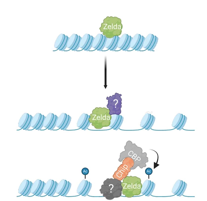 Open access visualization of Workflow, Illustration, Model, Zelda, Chromatin
