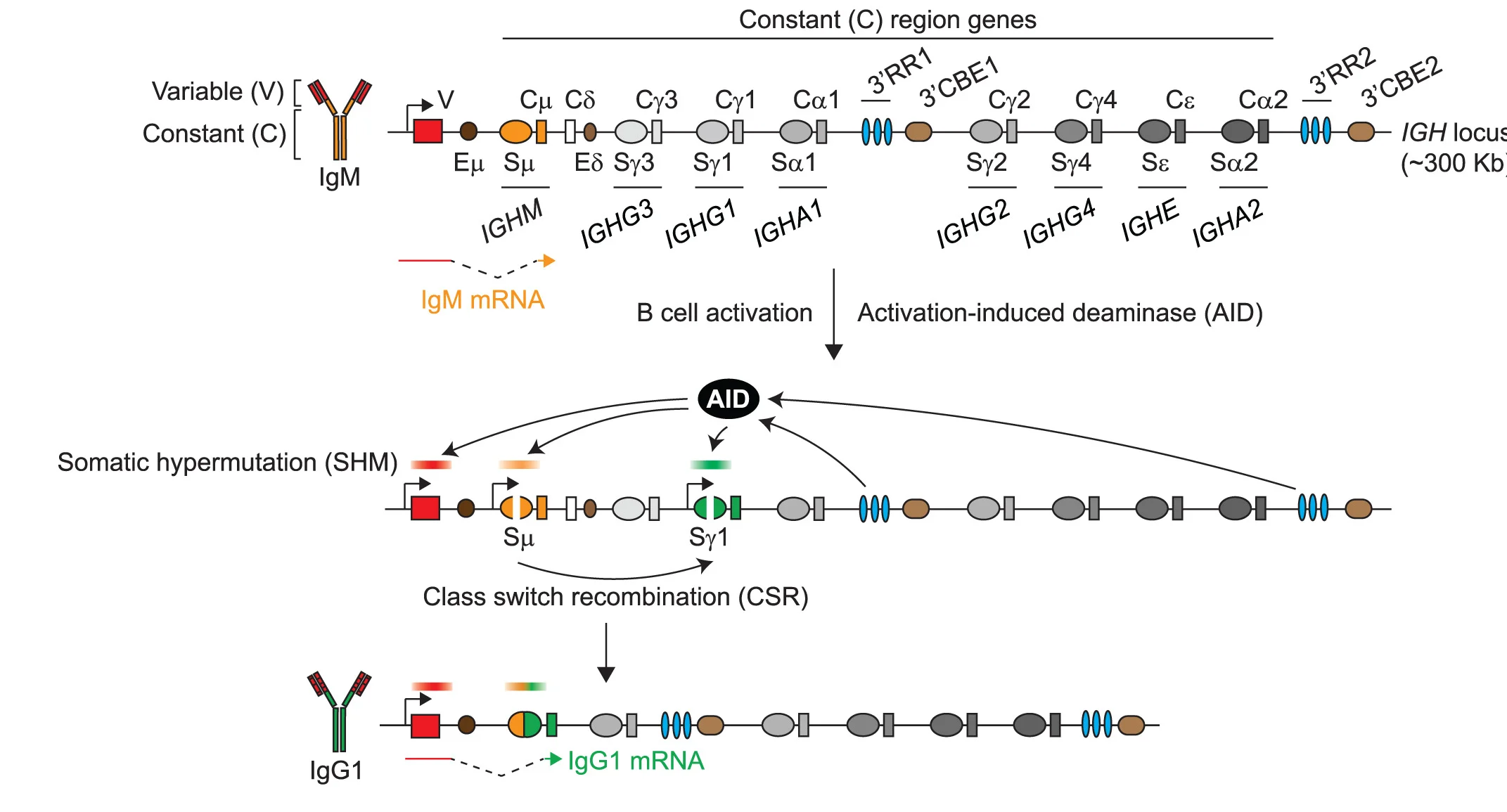 Open access visualization of Workflow, Flowchart, Illustration, Antibody Maturation, V Region