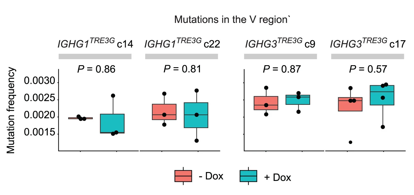 Open access visualization of Box Plot, Scatter Plot, Mutation Frequency, V Region, IGHG1TRE3G Cells