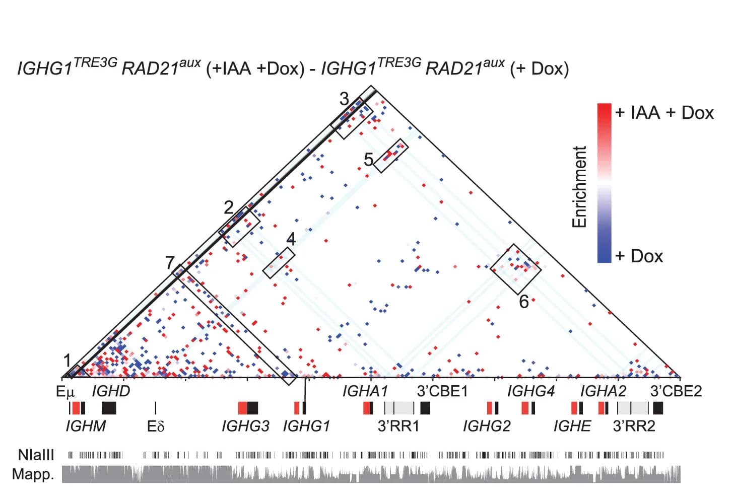 Open access visualization of Scatter Plot, Difference Matrix, IAA-treated Cells, Dox-treated Cells, Contacts