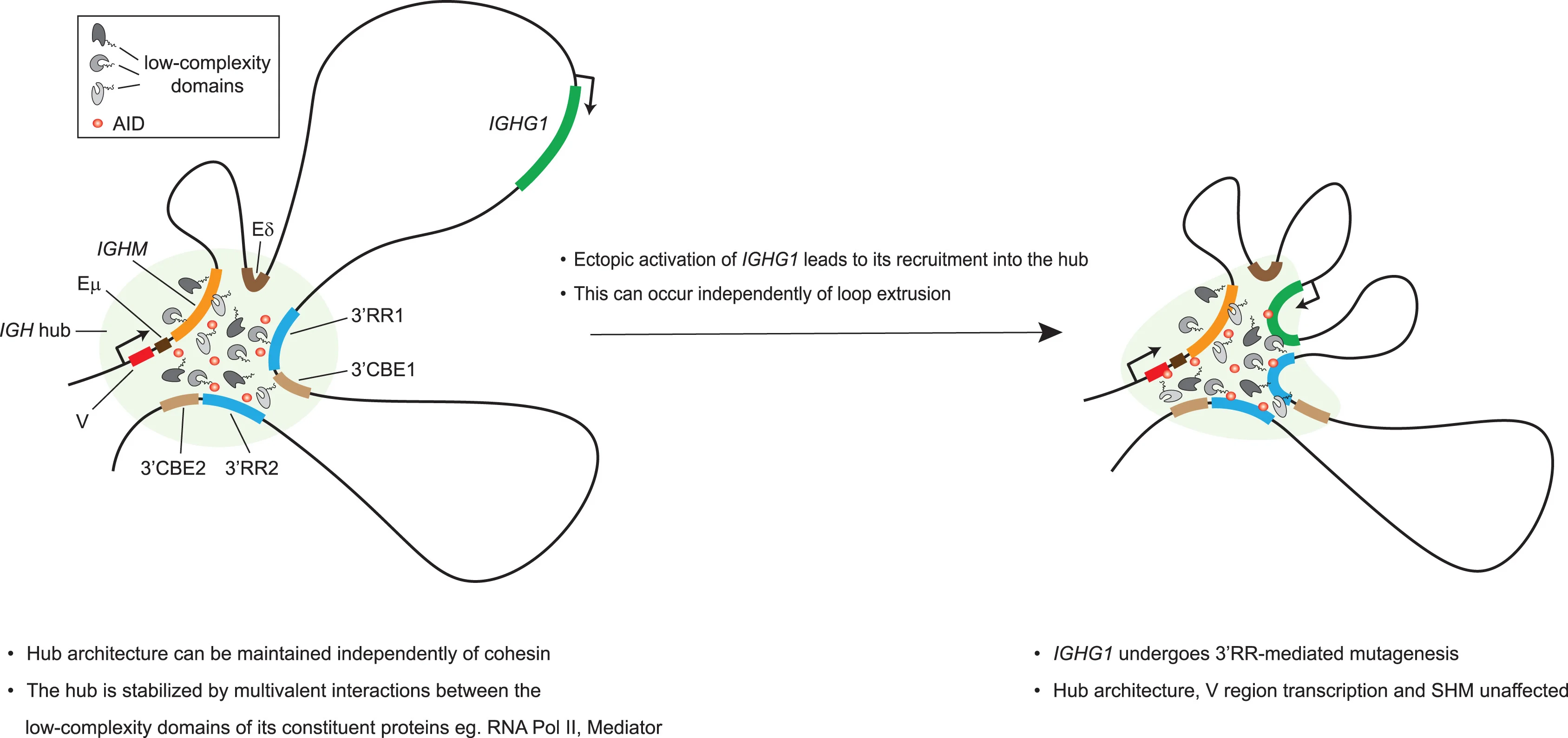 Open access visualization of Workflow, Illustration, V Region, IGH Enhancers, IGH Hub